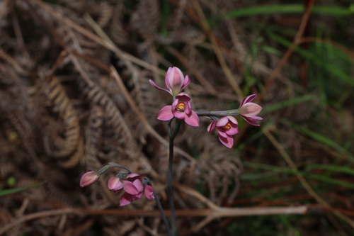 Thelymitra rubra, photograph 5