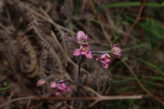 Thelymitra rubra, photograph (c) Greg Tasney, some rights reserved (CC BY-SA)