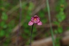 Thelymitra rubra