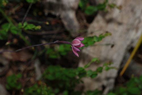 Thelymitra rubra, photograph 1