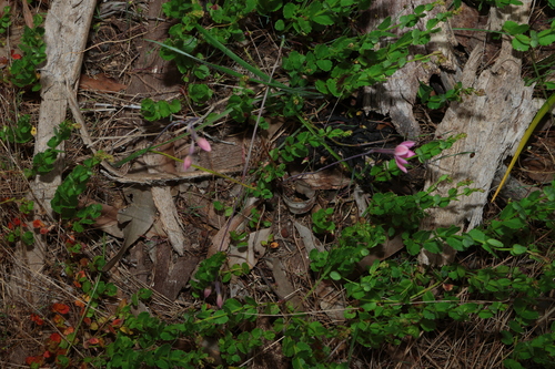 Thelymitra rubra, photograph 2