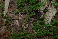 Thelymitra rubra, photograph (c) Greg Tasney, some rights reserved (CC BY-SA)