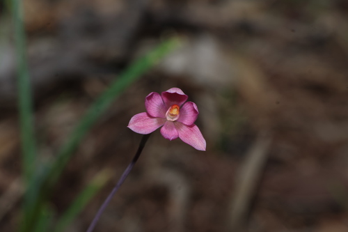 Thelymitra rubra, photograph 3