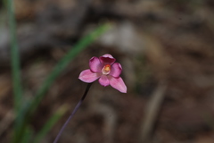 Thelymitra rubra, photograph (c) Greg Tasney, some rights reserved (CC BY-SA)