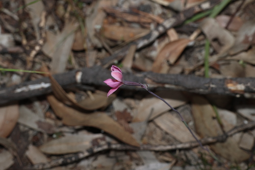 Thelymitra rubra, photograph 4