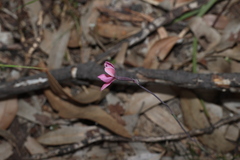 Thelymitra rubra, photograph (c) Greg Tasney, some rights reserved (CC BY-SA)