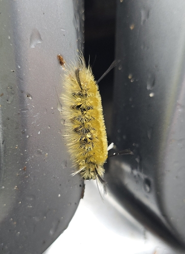 Banded Tussock Moth