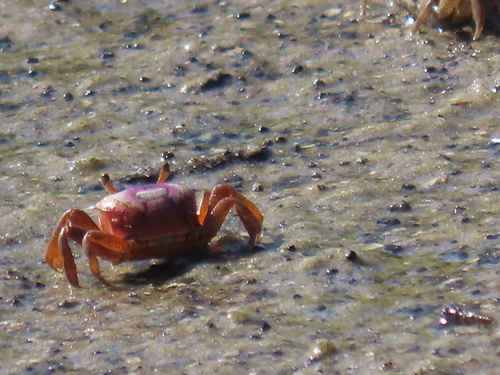 Atlantic Sand Fiddler Crab
