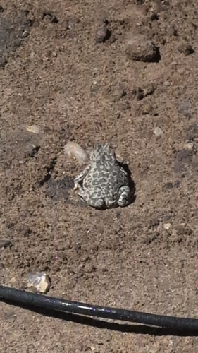 Green Toad