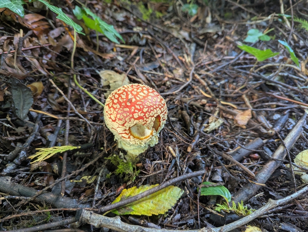 Fly Agaric · September 2026 · photo: Photo: (c) John Brew, some rights reserved (CC BY) · iNaturalist