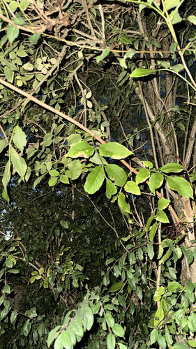 European black elderberry