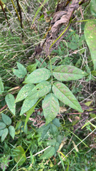 Apios americana