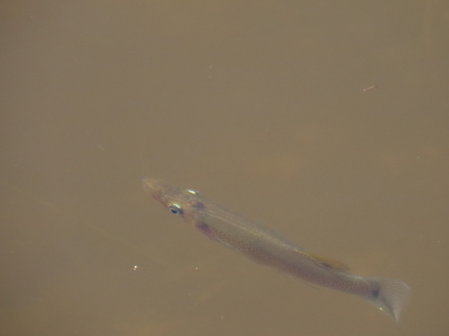 Pike Topminnow