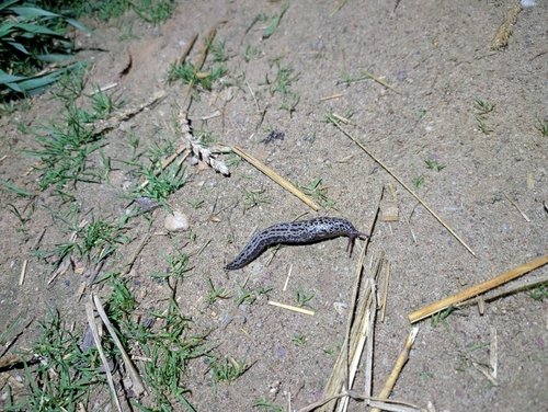 Leopard Slug