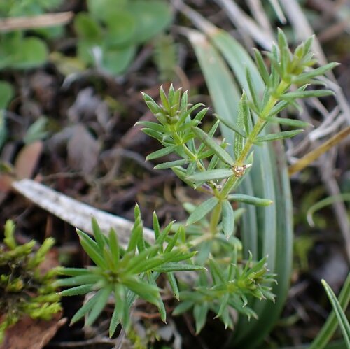 Galium verum