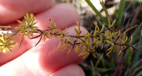 Galium verum, photograph 1