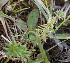 Galium verum, photograph (c) Jon Mortin, some rights reserved (CC BY)