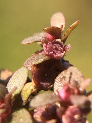 Elatine brachysperma