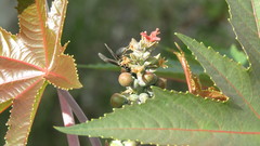 Ricinus communis