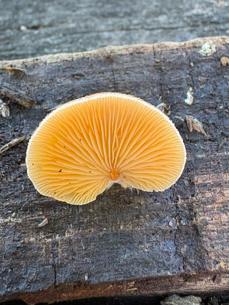 Saffron Crep · September 2026 · photo: Photo: (c) kedgehog, some rights reserved (CC BY) · iNaturalist
