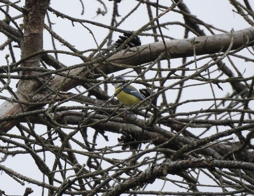 Eurasian Blue Tit