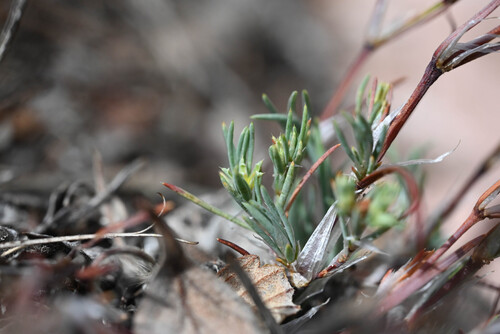 Paronychia jamesii, photograph 1