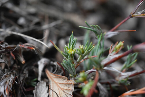 Paronychia jamesii, photograph 2