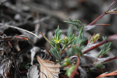 Paronychia jamesii, photograph (c) Anders Hastings, some rights reserved (CC BY)