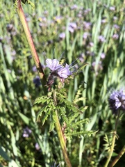 Phacelia tanacetifolia