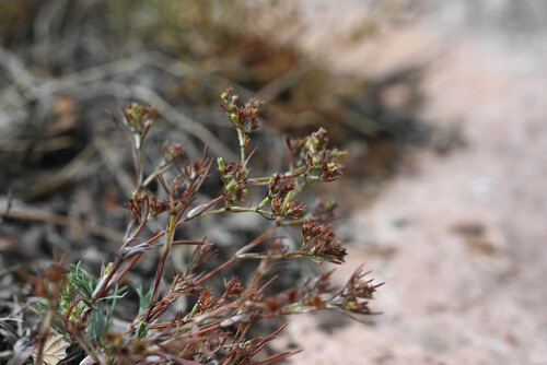 Paronychia jamesii, photograph 3