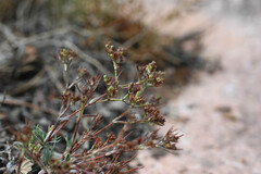 Paronychia jamesii, photograph (c) Anders Hastings, some rights reserved (CC BY)