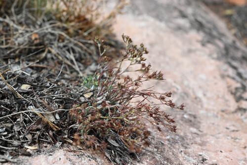 Paronychia jamesii
