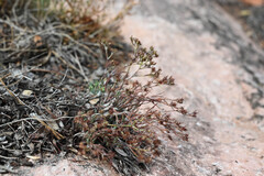Paronychia jamesii