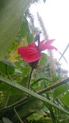 Hibiscus uncinellus