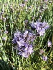 Phacelia tanacetifolia
