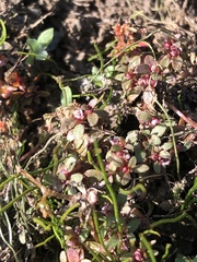 Elatine brachysperma