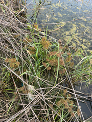 Cyperus odoratus, photograph (c) Lillian Faria, some rights reserved (CC BY)
