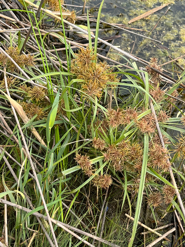 Cyperus odoratus