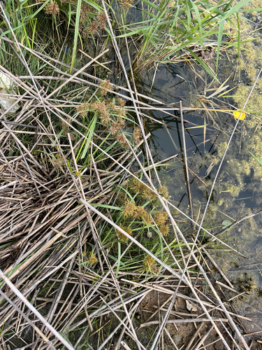 Cyperus odoratus, photograph 3