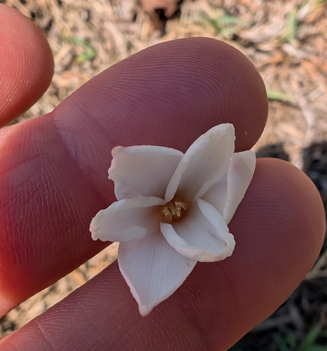 Zephyranthes chlorosolen, photograph 2