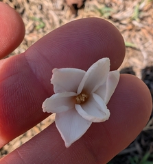 Zephyranthes chlorosolen, photograph author not stated, no rights reserved