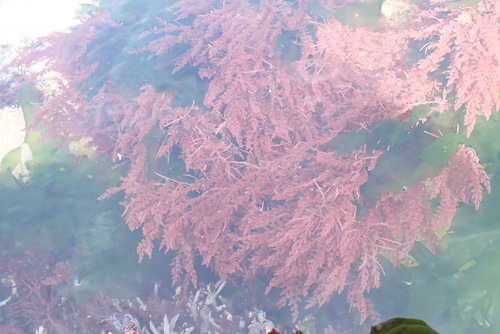 Asparagopsis armata observed 2026-09-26