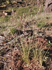 Eragrostis barrelieri