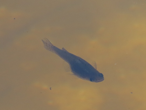 Eastern Mosquitofish