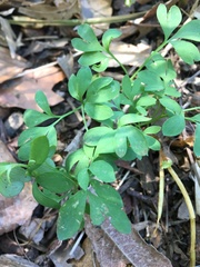 Capnoides sempervirens