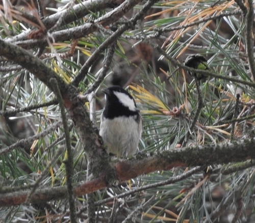 Coal Tit