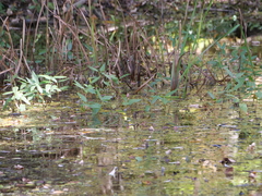 Persicaria amphibia, photograph author not stated, no rights reserved