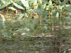 Persicaria amphibia, photograph author not stated, no rights reserved