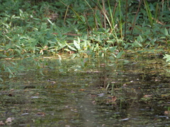 Persicaria amphibia, photograph author not stated, no rights reserved