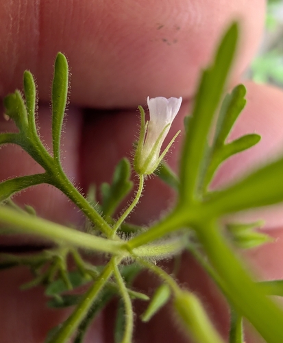 Leucospora multifida, photograph 1